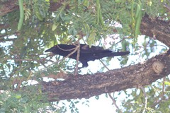 Corvus leucognaphalus
