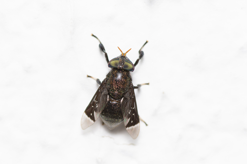 Lepiselaga crassipes photo 5