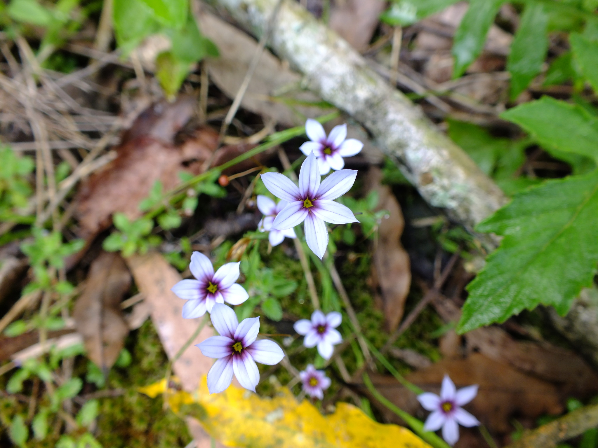 Sisyrinchium micranthum