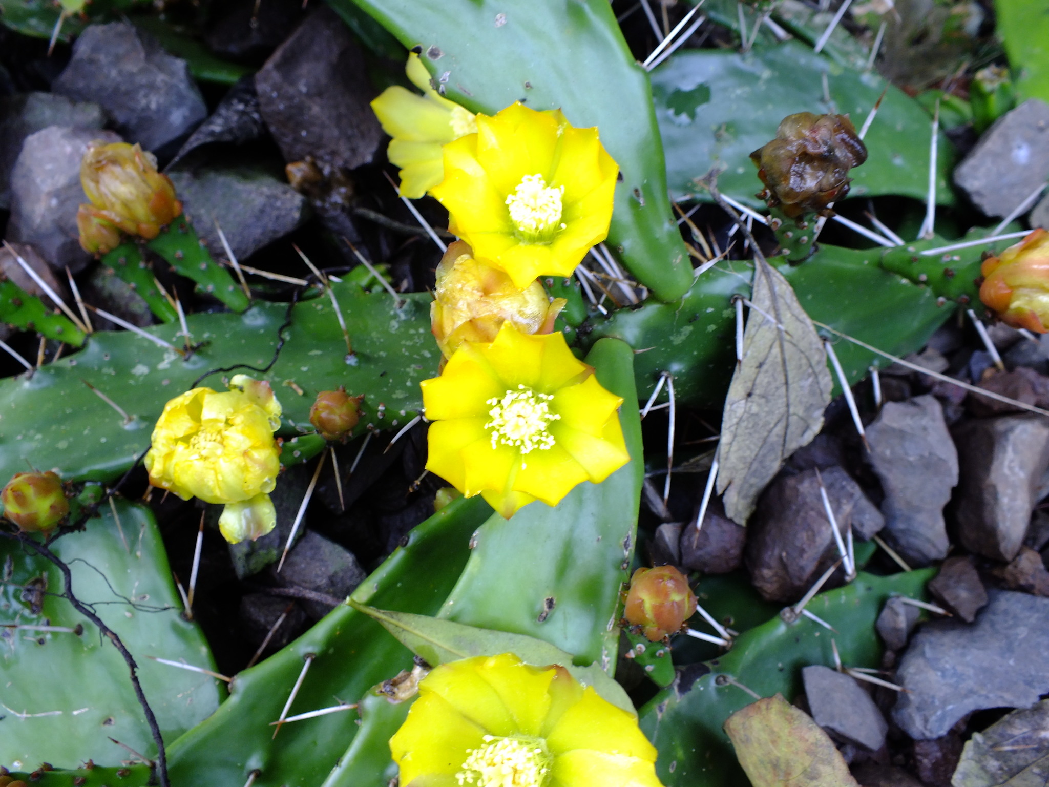 Opuntia monacantha
