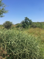 Cyperus sexangularis