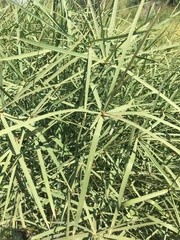 Cyperus sexangularis