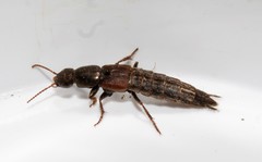 Ocypus sericeicollis