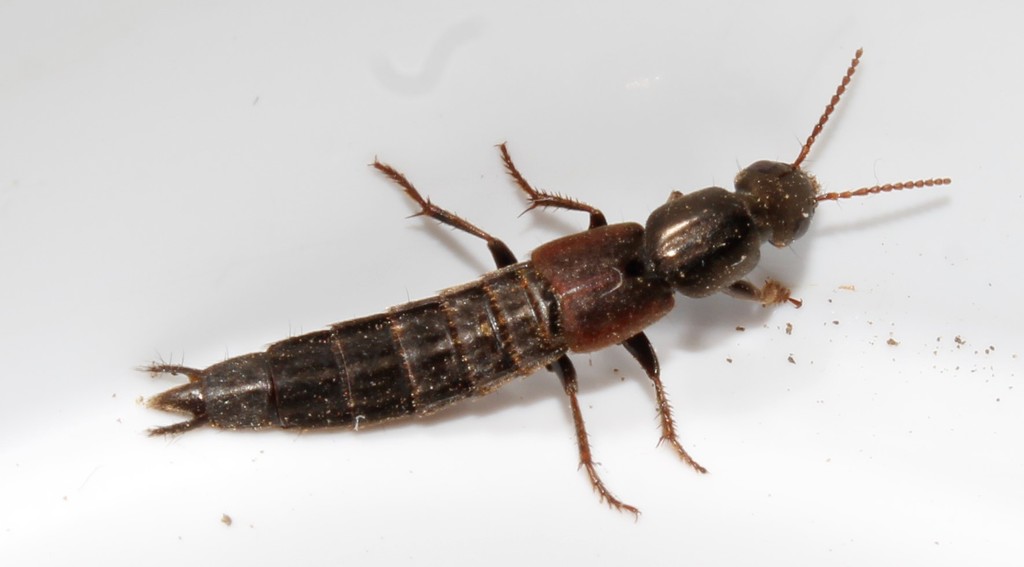 Ocypus sericeicollis