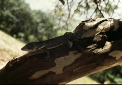 Anolis luteogularis