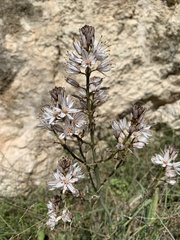 Asphodelus ramosus ramosus