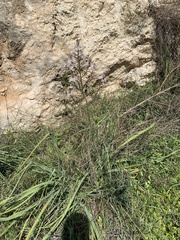 Asphodelus ramosus ramosus