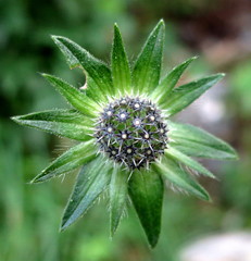 Knautia nevadensis