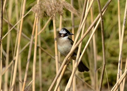 Light-vented Bulbul, photo 7 of 9