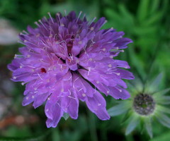 Knautia nevadensis