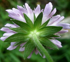 Knautia nevadensis