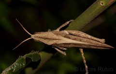 Xyleus discoideus discoideus