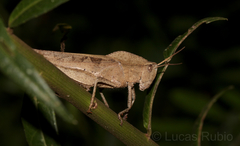 Xyleus discoideus discoideus