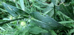 Knautia nevadensis
