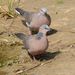 Spotted Dove - Photo (c) Zinogre, some rights reserved (CC BY-SA), uploaded by Zinogre