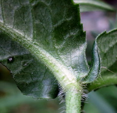 Knautia nevadensis