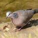 Spotted Dove - Photo (c) Zinogre, some rights reserved (CC BY-SA)