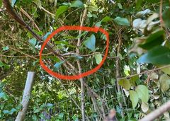 Thelotornis capensis