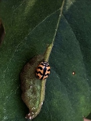 Cheilomenes sexmaculata