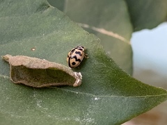Cheilomenes sexmaculata