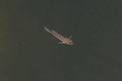 Micropercops swinhonis