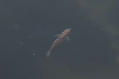 Micropercops swinhonis