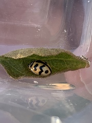 Cheilomenes sexmaculata