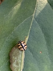 Cheilomenes sexmaculata