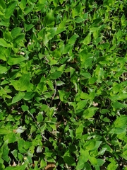 Tradescantia fluminensis