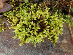 Bryoandersonia