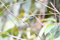 Ixothraupis punctata