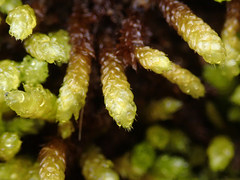 Bryoandersonia