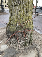 Magnoliopsida