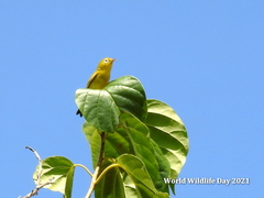Zosterops flavissimus