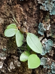 Dendrobium tetragonum