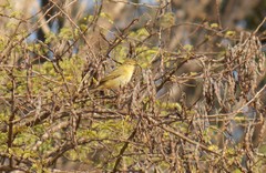 Phylloscopus ibericus
