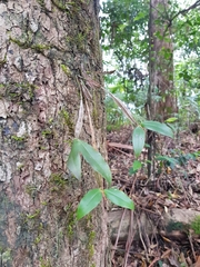 Dendrobium tetragonum
