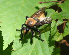Laphria lata