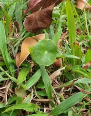 Hydrocotyle tribotrys