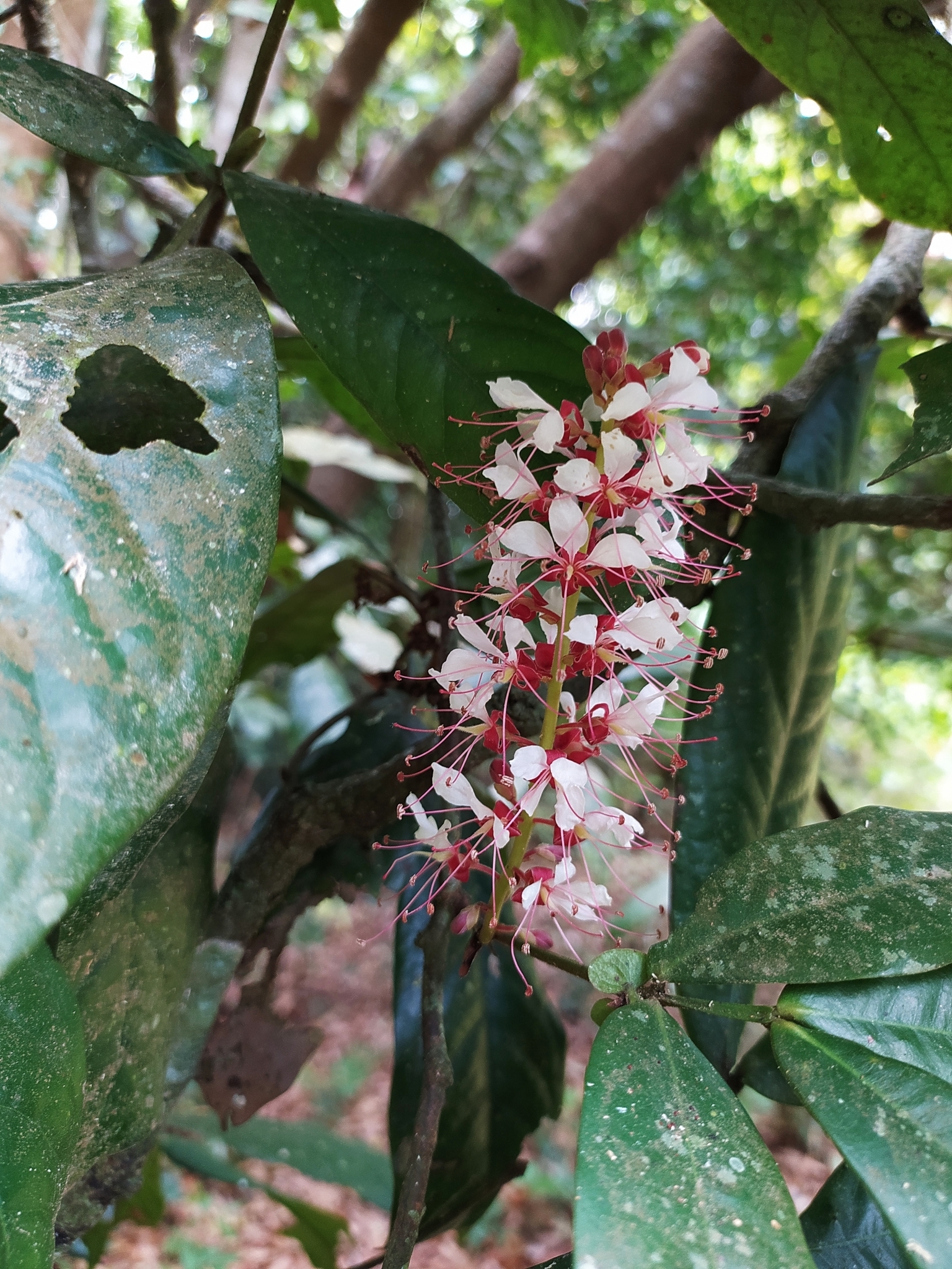 Imagem de Jatobá-do-mato