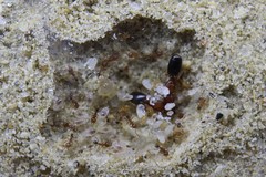 Pheidole parva