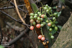 Gnetum luofuense