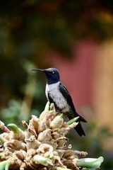 Oreotrochilus chimborazo