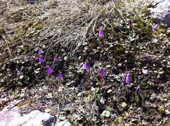 Soldanella pusilla