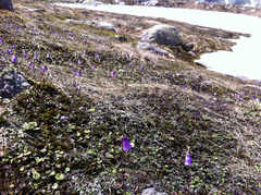 Soldanella pusilla