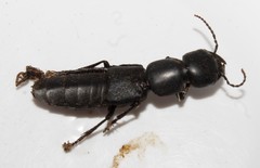 Ocypus curtipennis