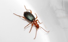 Brachinus crepitans