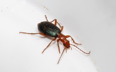 Brachinus crepitans