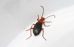 Brachinus crepitans