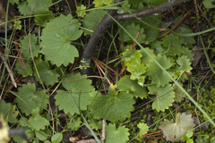 Micranthes nelsoniana aestivalis